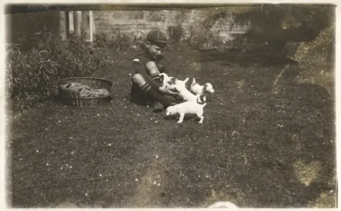 Framed Print : Boy in cub uniform with Jack Russell puppies Framed Print : Boy in cub uniform with Jack Russell puppies