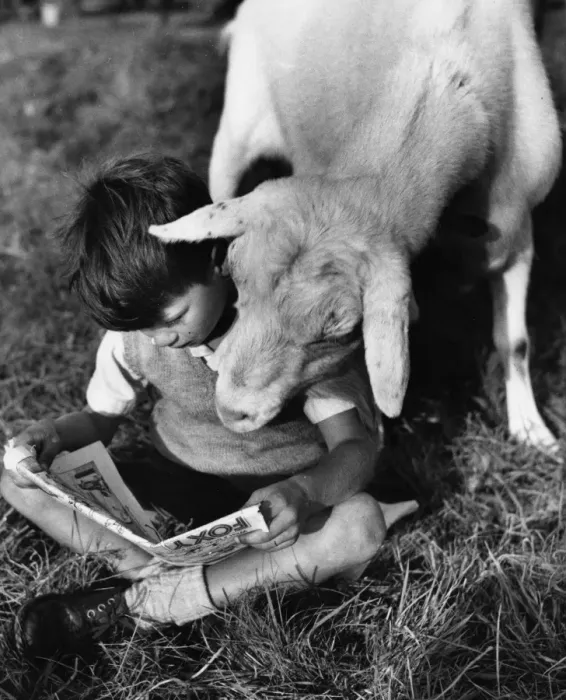 Framed Print : Boy and goat with comic magazine Framed Print : Boy and goat with comic magazine