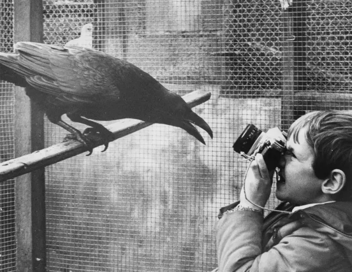 Framed Print : Boy photographing raven, Mousehole, Cornwall