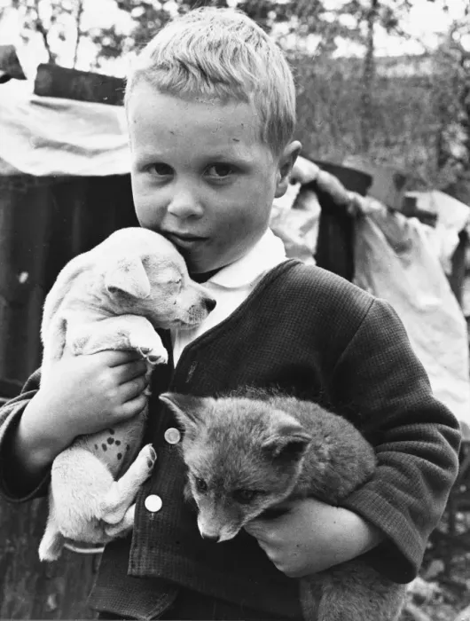 Framed Print : Boy, Puppy and Fox Framed Print : Boy, Puppy and Fox