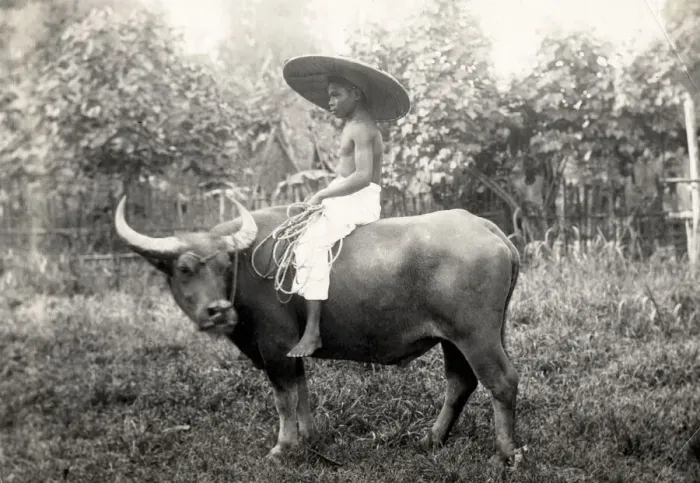 Framed Print : Boy riding water buffalo, Philippines Framed Print : Boy riding water buffalo, Philippines