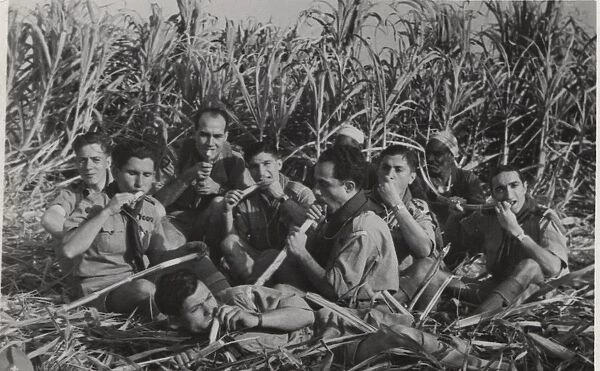 Boy scouts in sugar cane field, Egypt