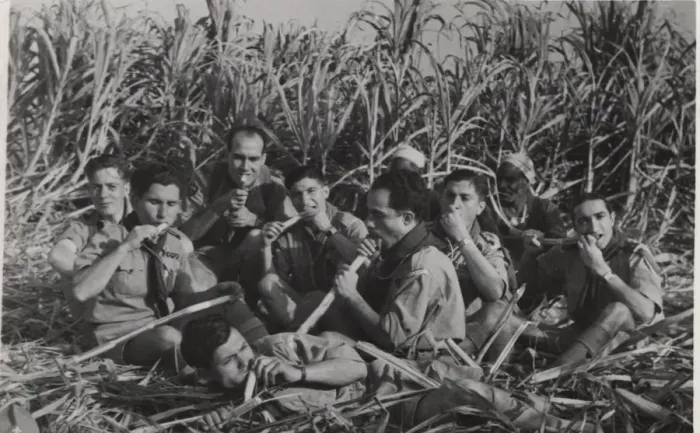 Framed Print : Boy scouts in sugar cane field, Egypt Framed Print : Boy scouts in sugar cane field, Egypt