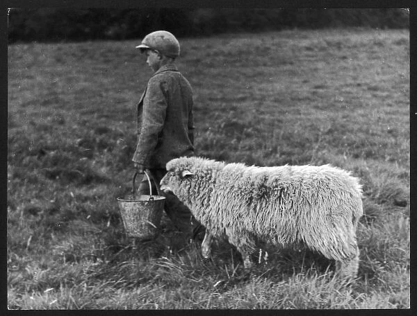Boy and Sheep. A little boy carring a metal pail of feed, is followed by a hungry sheep