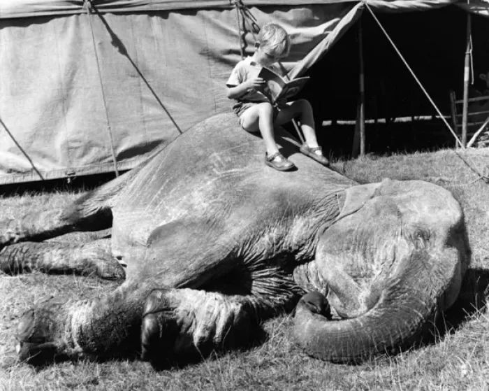 Framed Print : Boy sitting on elephant, Sir Robert Fossetts Circus