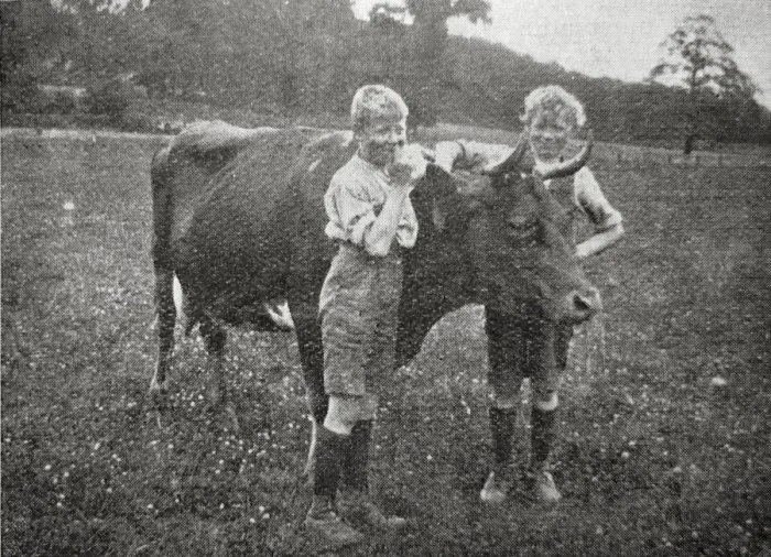 Framed Print : Boys and Cow at Hedgerley Home, Buckinghamshire Framed Print : Boys and Cow at Hedgerley Home, Buckinghamshire