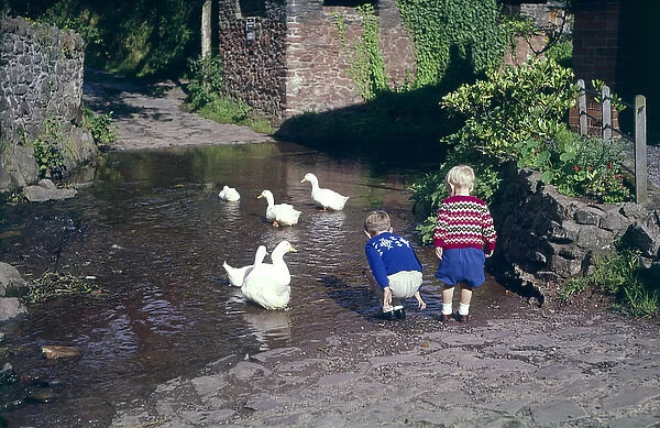 Two boys with geese, Allerford, Somerset