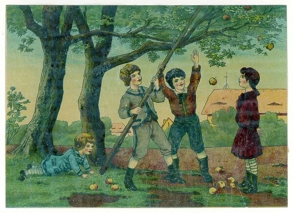 Boys Scrumping. Two boys, use a long pole, to knock apples