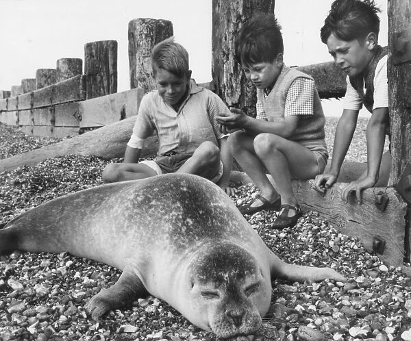 Three boys with seal on a pebbly beach