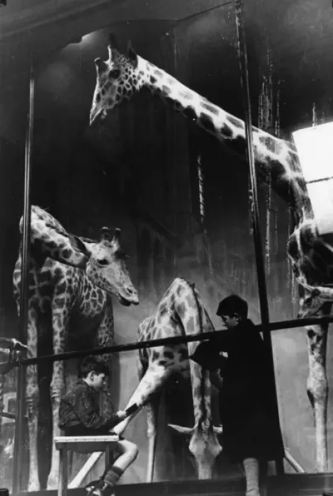 Framed Print : Boys sketching giraffes, 1949. The Natural History Museum Framed Print : Boys sketching giraffes, 1949. The Natural History Museum