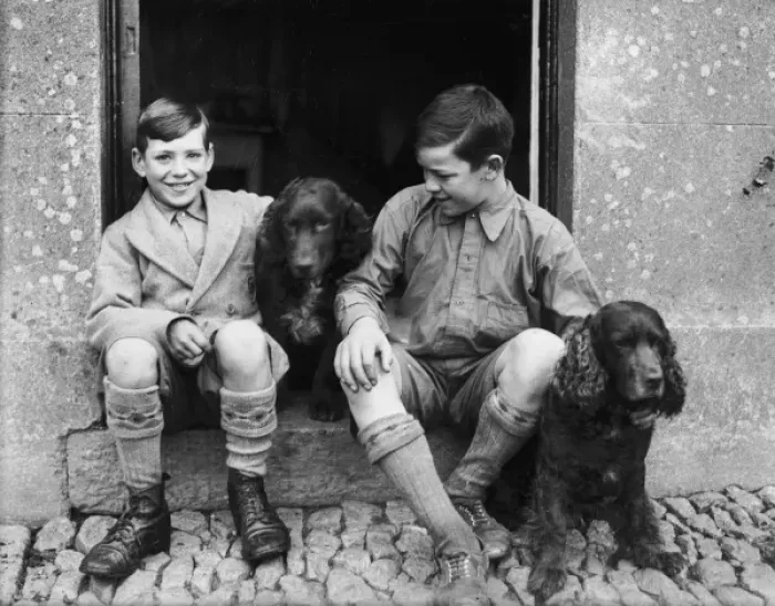 Framed Print : Boys and Spaniels Framed Print : Boys and Spaniels
