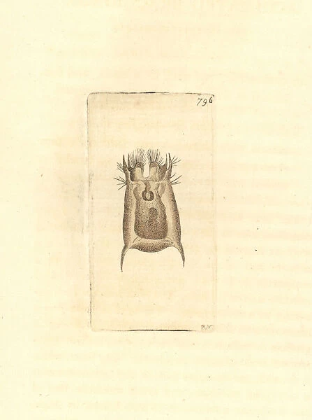 Brachionus angularis rotifer
