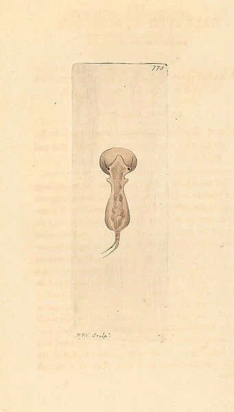Brachionus galeatus, species of planktonic rotifer
