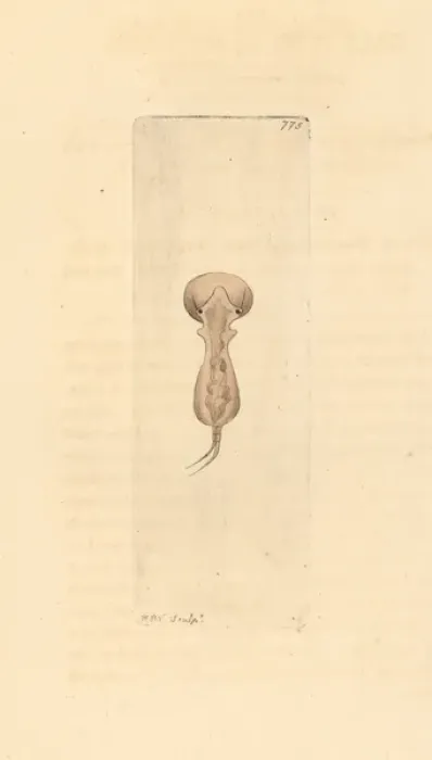 Framed Print : Brachionus galeatus, species of planktonic rotifer Framed Print : Brachionus galeatus, species of planktonic rotifer