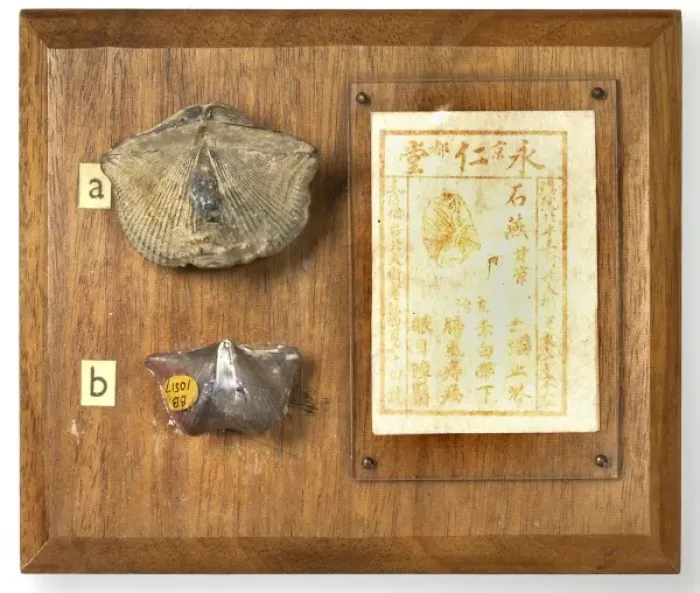 Framed Print : Brachiopods mounted with Chinese medicinal recipe Framed Print : Brachiopods mounted with Chinese medicinal recipe