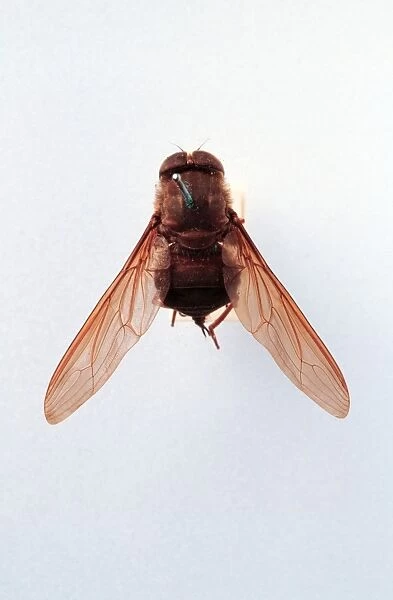 Brachycerous fly