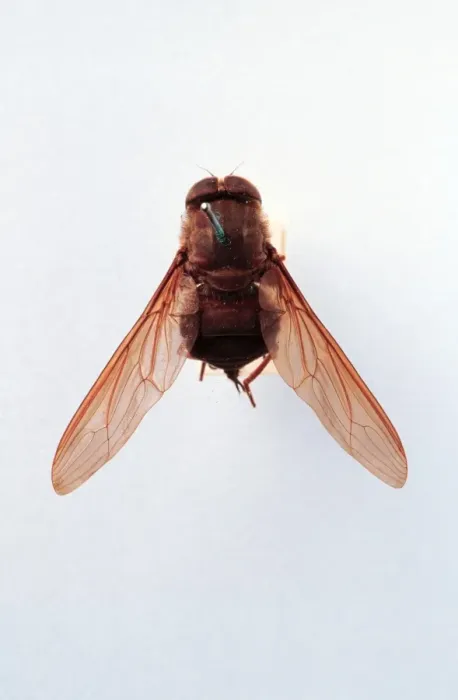 Framed Print : Brachycerous fly Framed Print : Brachycerous fly