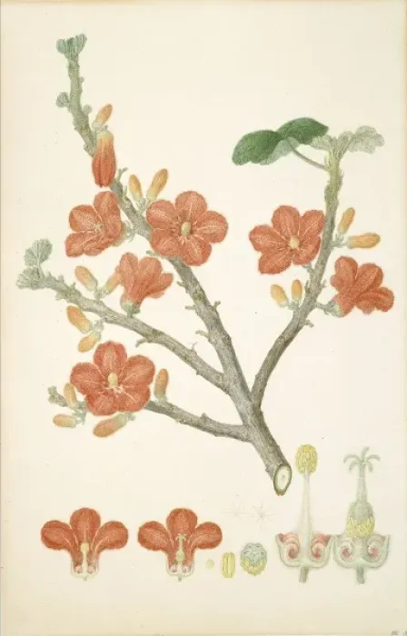 Framed Print : Brachychiton paradoxus, red-flowered kurrajong Framed Print : Brachychiton paradoxus, red-flowered kurrajong