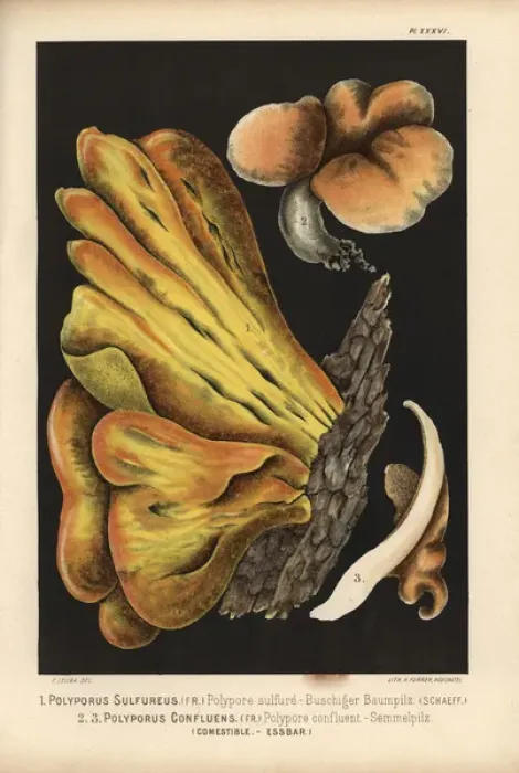 Framed Print : Bracket fungus, Laetiporus sulphureus