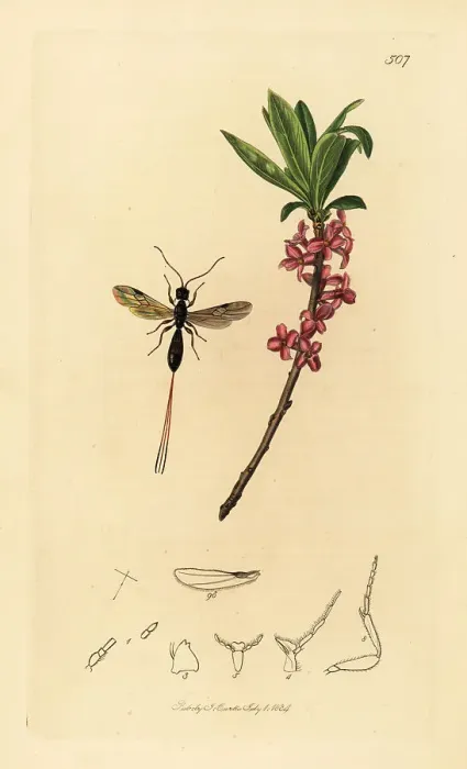 Framed Print : Braconid wasp and mezereon Framed Print : Braconid wasp and mezereon
