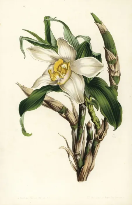Framed Print : Bracteate chysis orchid, Chysis bractescens Framed Print : Bracteate chysis orchid, Chysis bractescens
