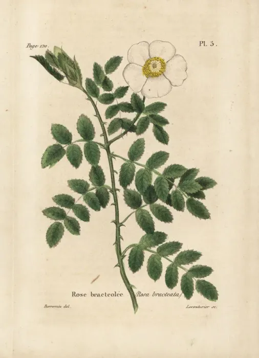 Framed Print : Bracteate rose, Rosa bracteata Framed Print : Bracteate rose, Rosa bracteata