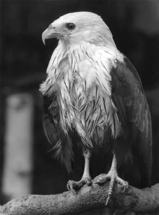 Framed Print : Brahminy Kite Framed Print : Brahminy Kite