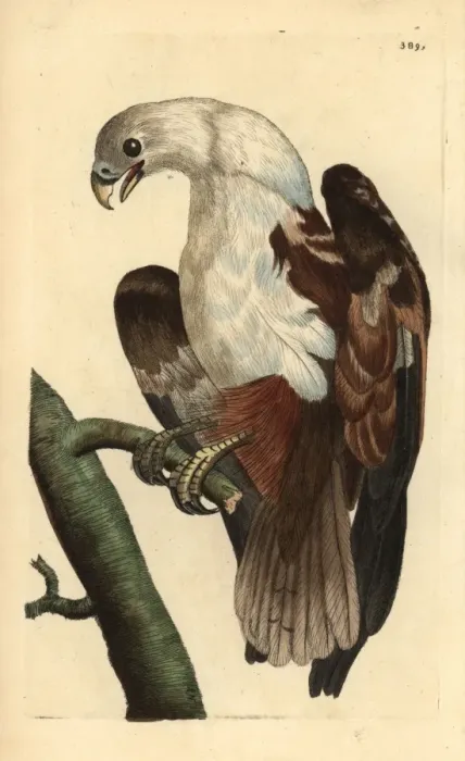 Framed Print : Brahminy kite or Coromandel eagle, Haliastur indus Framed Print : Brahminy kite or Coromandel eagle, Haliastur indus