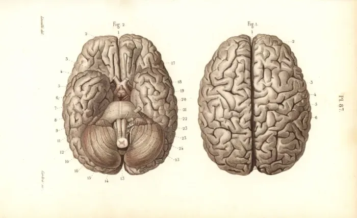 Framed Print : Brain from above and below Framed Print : Brain from above and below