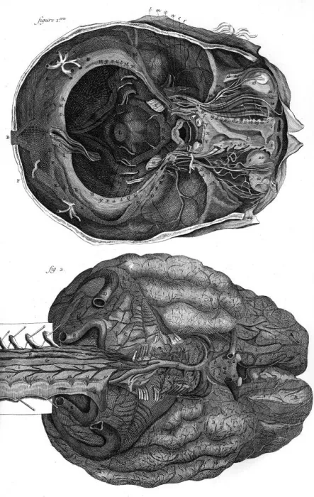 Framed Print : Brain & Cerebellum 18Th Framed Print : Brain & Cerebellum 18Th