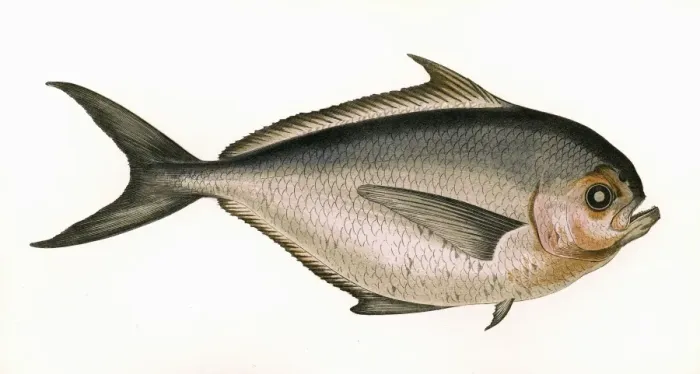Framed Print : Brama raii, or Rays Bream