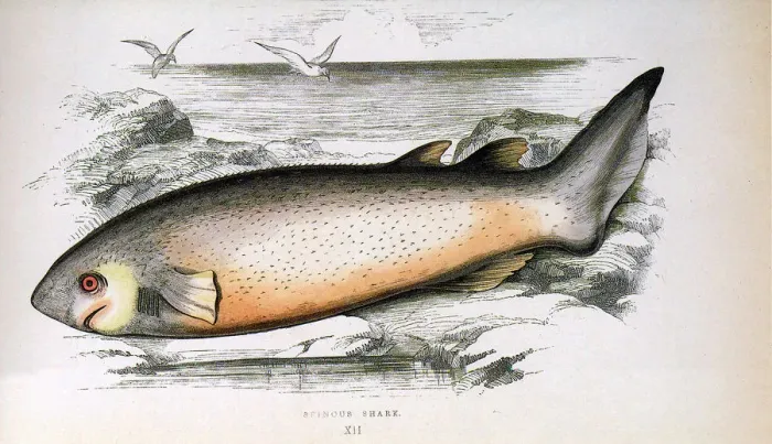 Framed Print : Bramble Shark Date: 1865 Framed Print : Bramble Shark Date: 1865