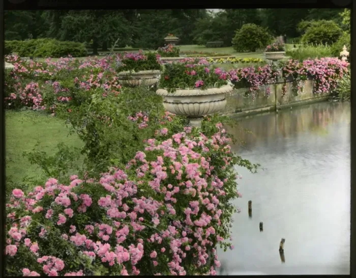 Framed Print : Brambles and pink flowers beside a lake Framed Print : Brambles and pink flowers beside a lake