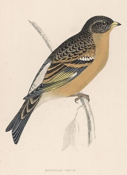 BRAMBLING. (Fringilla montifringilla) Also known as the MOUNTAIN FINCH : a migratory bird