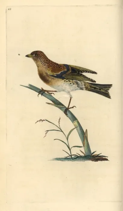 Framed Print : Brambling, Fringilla montifringilla Framed Print : Brambling, Fringilla montifringilla