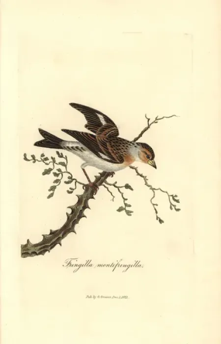 Framed Print : Brambling or mountain finch, Fringilla montifringilla Framed Print : Brambling or mountain finch, Fringilla montifringilla