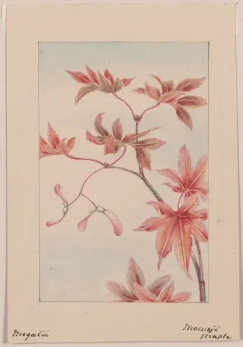 Framed Print : Branch of a maple tree with leaves and seeds Framed Print : Branch of a maple tree with leaves and seeds