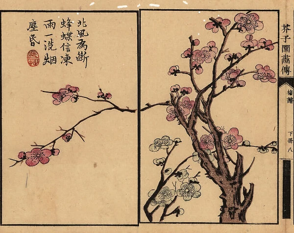 Branch of pink plum blossom with calligraphy and seal