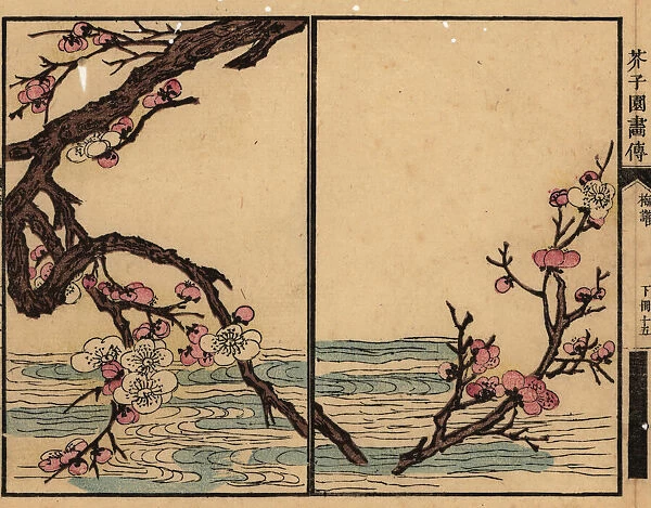 Branch of pink plum blossom over a river