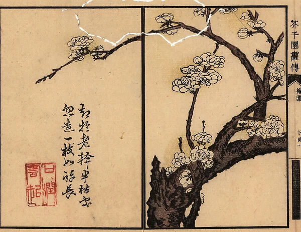 Branch of white plum blossom with calligraphy and seal