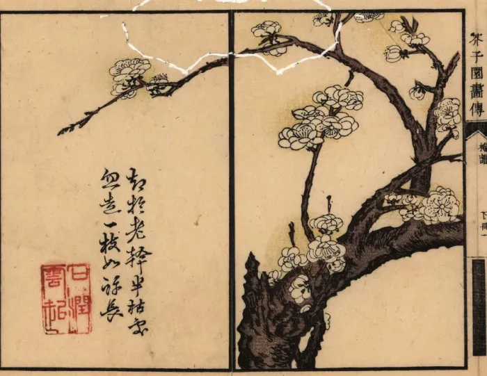 Framed Print : Branch of white plum blossom with calligraphy and seal Framed Print : Branch of white plum blossom with calligraphy and seal