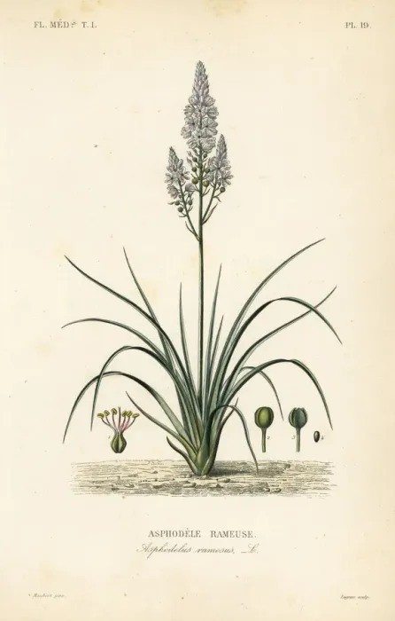 Framed Print : Branched asphodel, Asphodelus ramosus Framed Print : Branched asphodel, Asphodelus ramosus