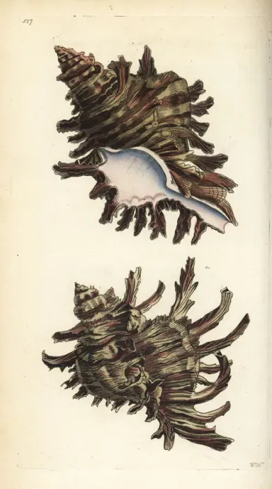 Framed Print : Branched murex, Chicoreus ramosus Framed Print : Branched murex, Chicoreus ramosus