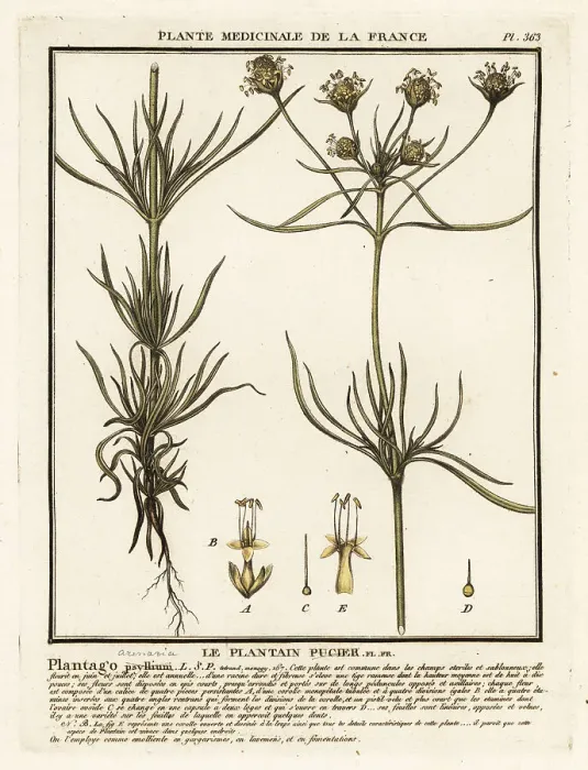 Framed Print : Branched plantain, Plantago indica Framed Print : Branched plantain, Plantago indica