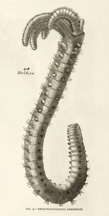 Framed Print : Branched Worm 1891 Framed Print : Branched Worm 1891