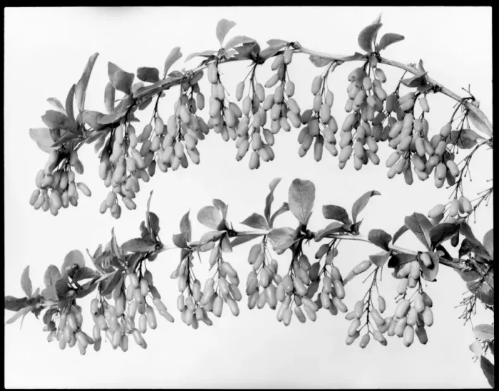 Framed Print : Two branches of Berberis Carvellii Framed Print : Two branches of Berberis Carvellii