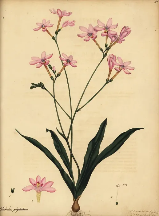 Framed Print : Branching gladiolus, Gladiolus polystachius Framed Print : Branching gladiolus, Gladiolus polystachius