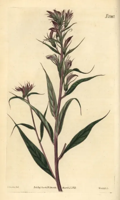 Framed Print : Branchy lobelia, Lobelia pyramidalis