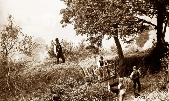 Framed Print : Branscombe haymaking probably taken in 1888 Framed Print : Branscombe haymaking probably taken in 1888
