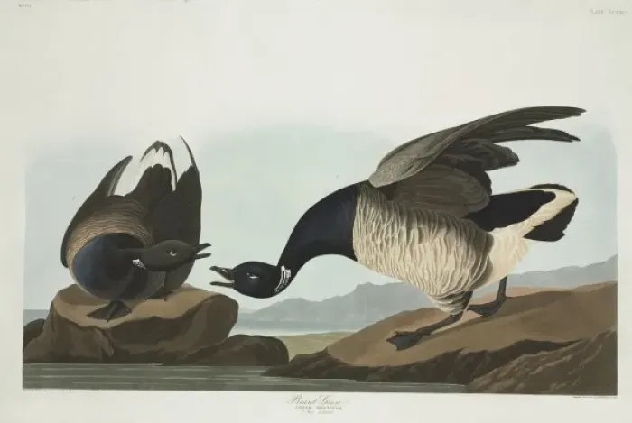 Framed Print : Branta bernicla, brent goose Framed Print : Branta bernicla, brent goose